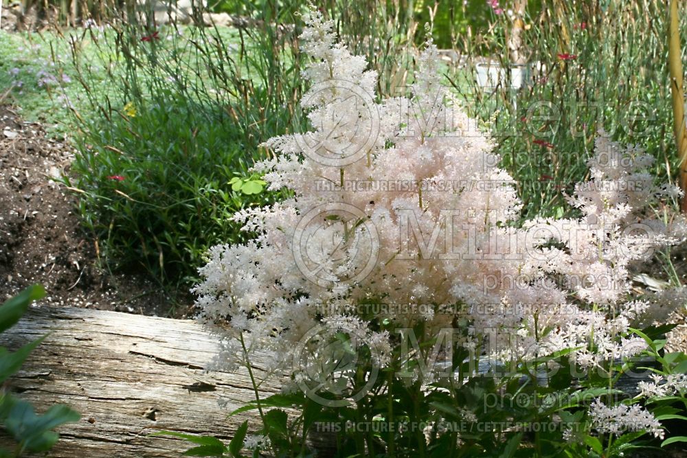 Astilbe Younique Silvery Pink aka Verssilverypink (Astilbe) 1 
