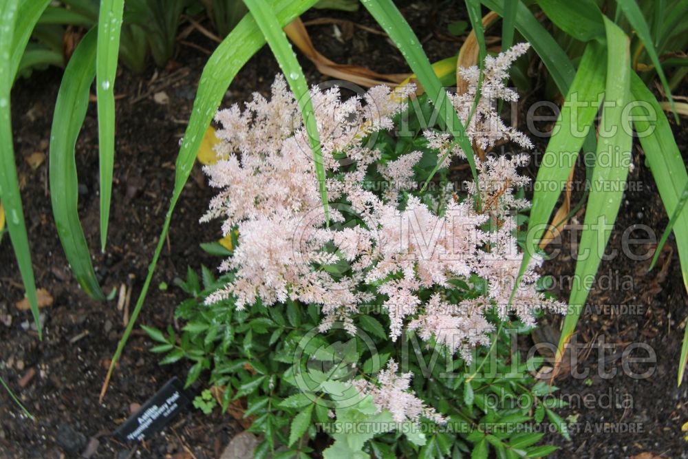 Astilbe Younique Silvery Pink aka Verssilverypink (Astilbe) 7 