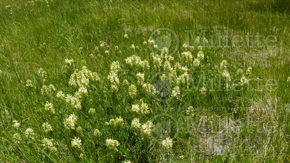 Astragalus canadensis (Canada Milk Vetch) 8