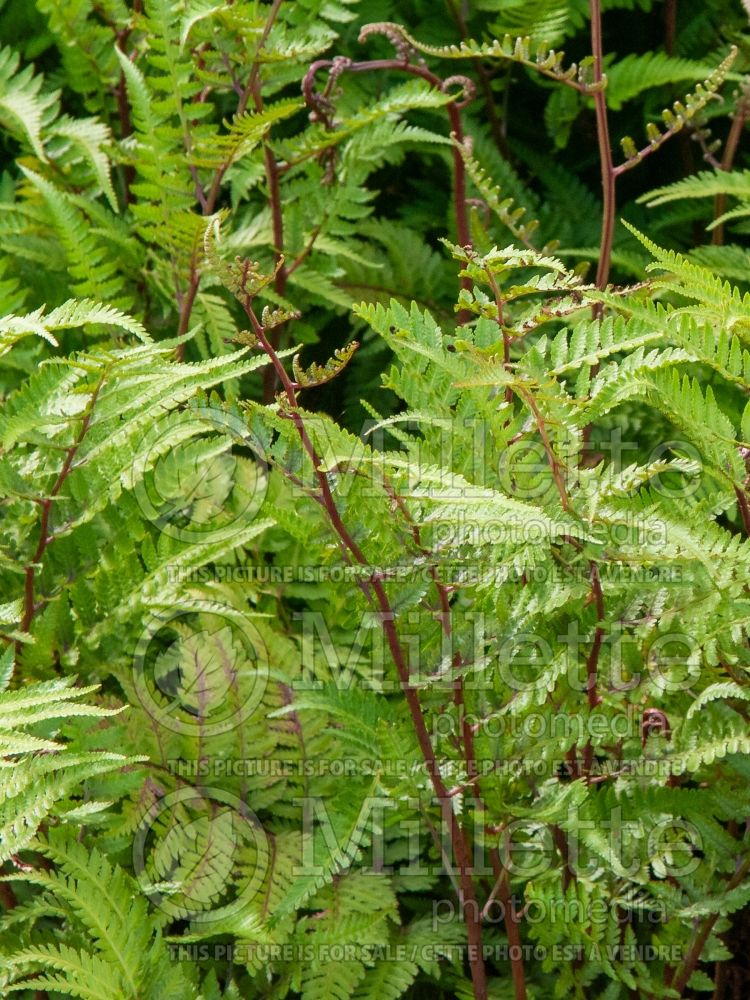 Athyrium Branford Rambler (running lady fern) 4 