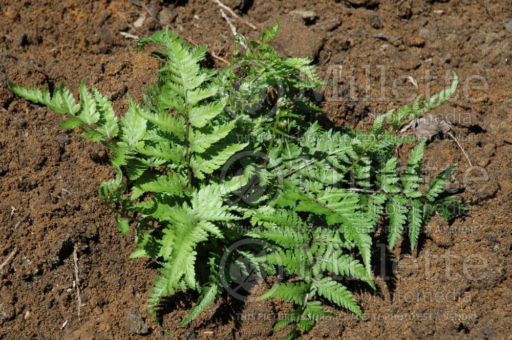 Athyrium Branford Rambler (Running lady fern) 2 