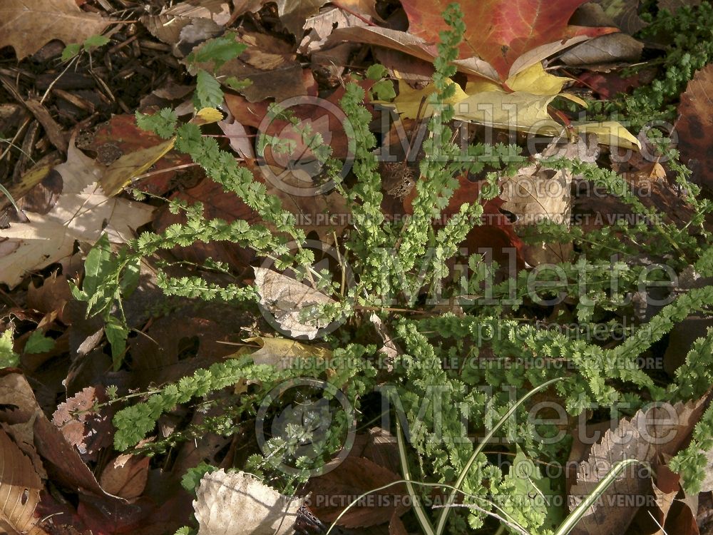 Athyrium Frizelliae (Lady fern) 6