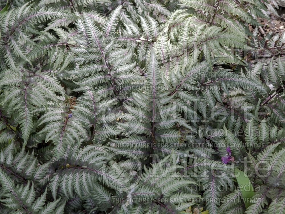 Athyrium Pewter Lace (Japanese painted fern) 3 