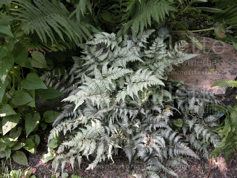 Athyrium niponicum pictum (Japanese painted fern) 9