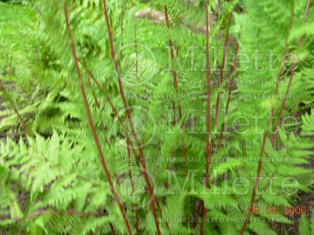 Athyrium Branford Rambler (Running lady fern) 1 