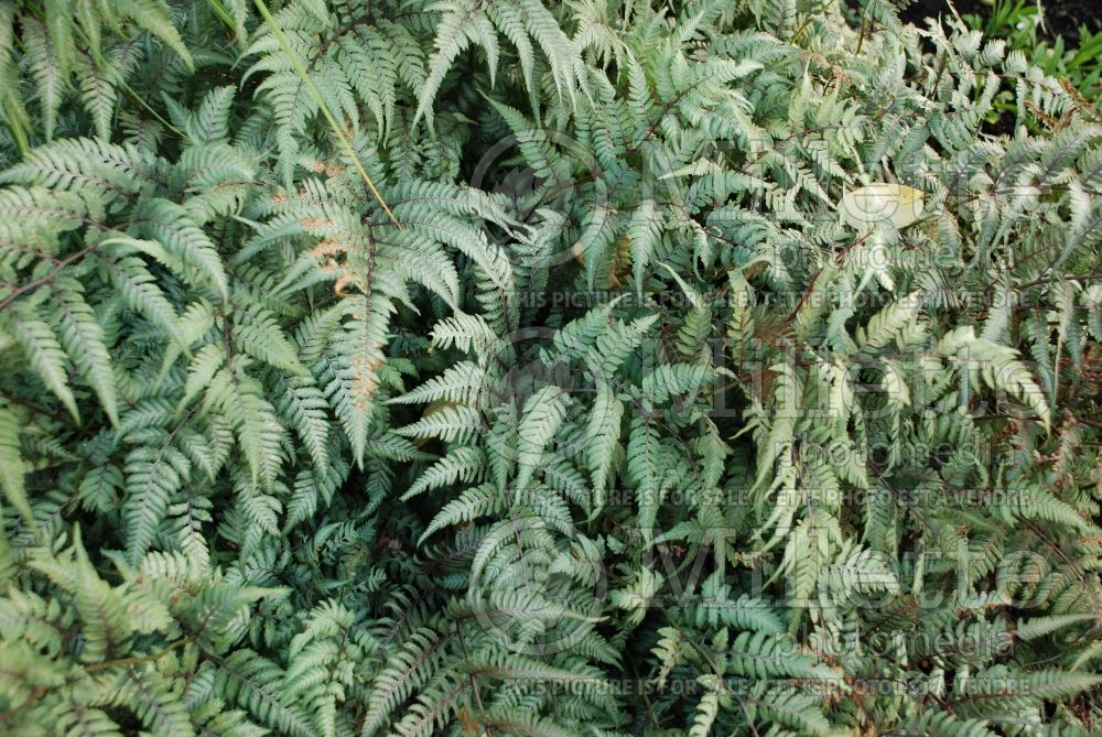 Athyrium niponicum pictum (Japanese painted fern) 4 