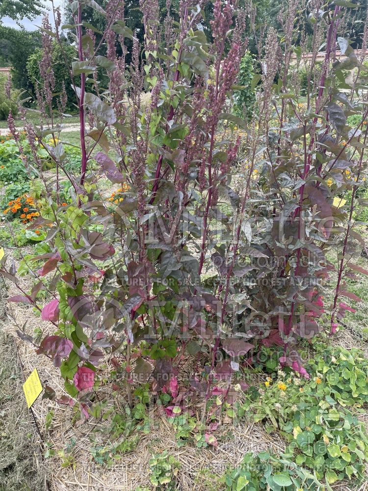 Atriplex hortensis var. rubra (Red Orach, Mountain Spinach) 1
