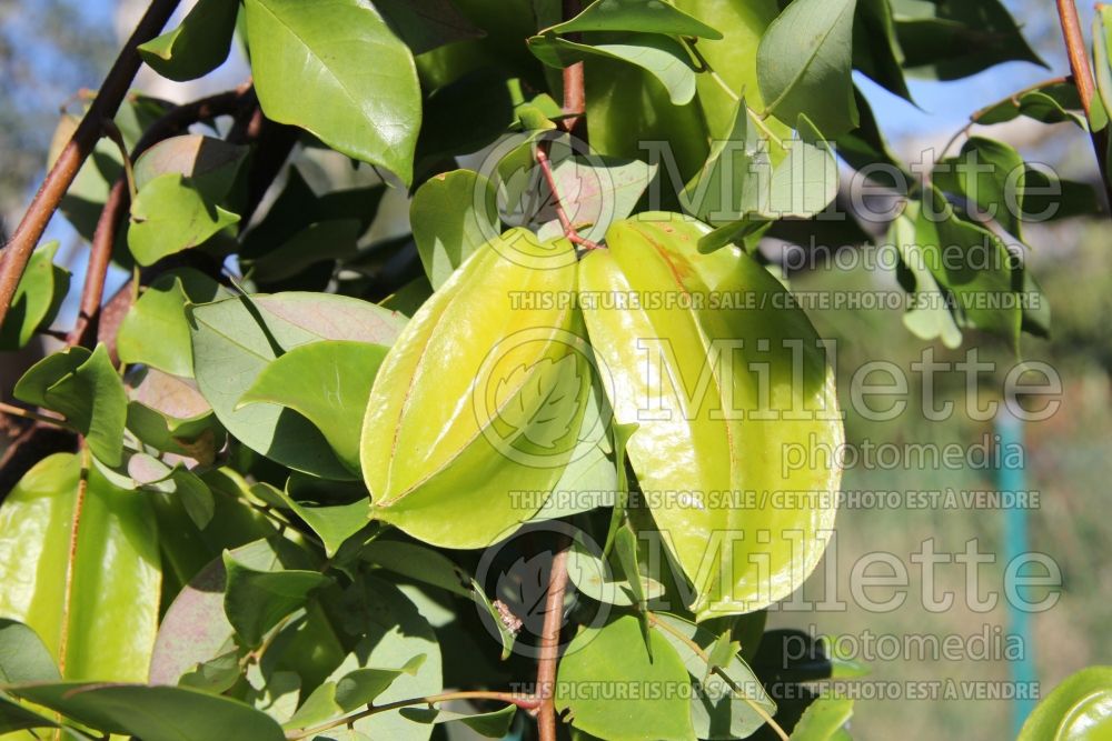 Averrhoa Sri Kembangem (star fruit) 2 