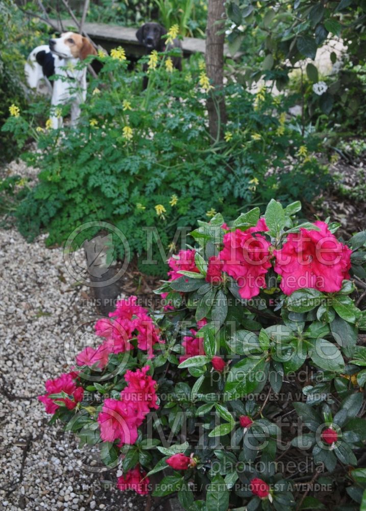 Azalea aka Rhododendron Red Ruffle (Rhododendron Azalea) 1 