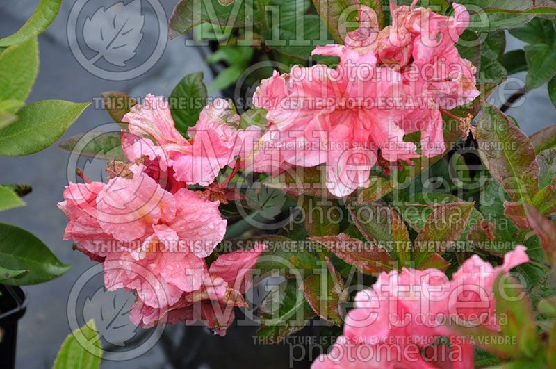 Azalea or Rhododendron Arneson Cameo (Azalea)  2