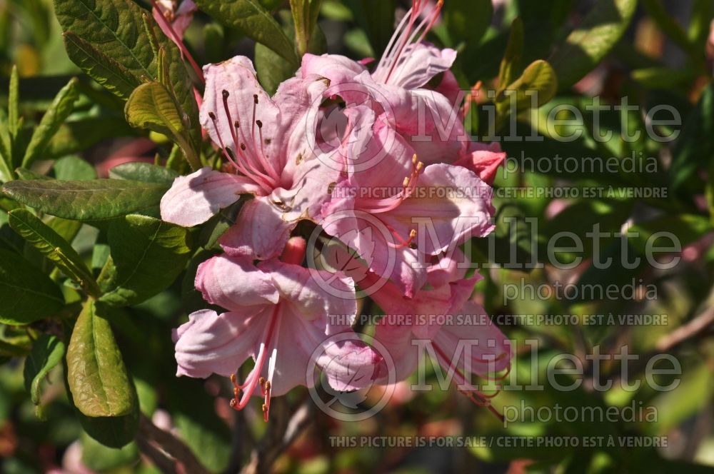 Rhododendron Candy Lights (Rhododendron Azalea) 1 