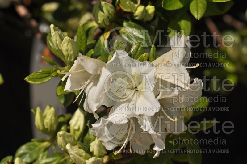 Azalea or Rhododendron Pleasant Valley White (Rhododendron Azalea) 1 