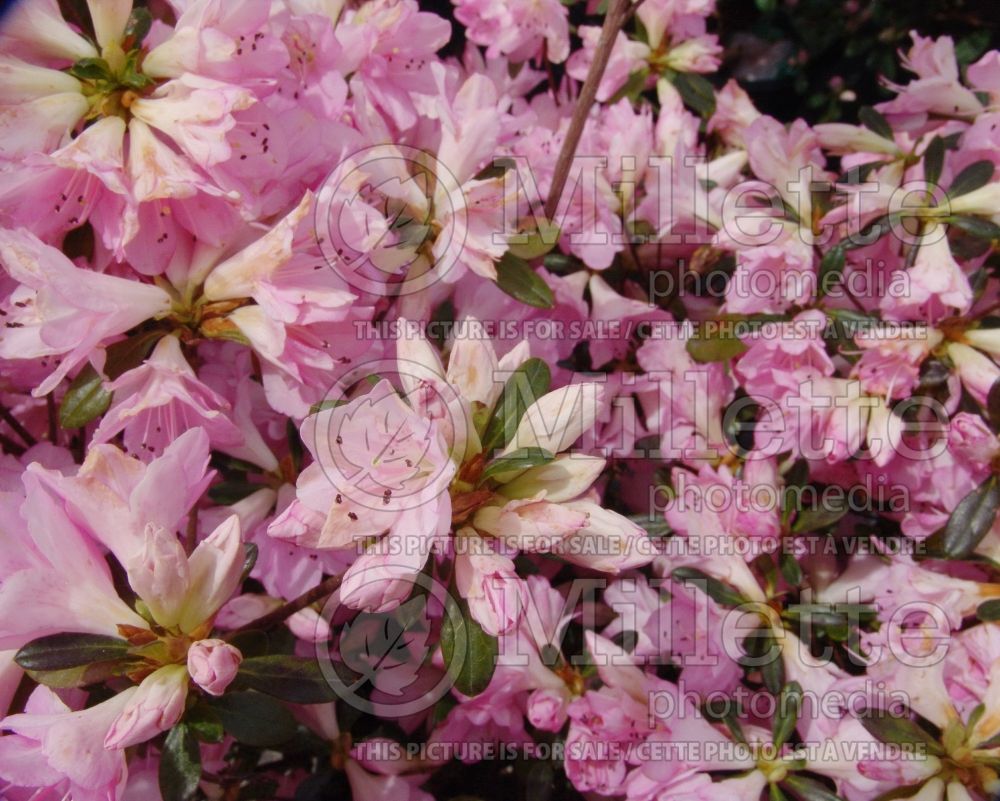 Azalea aka Rhododendron Sweet Sixteen (Rhododendron Azalea) 3 
