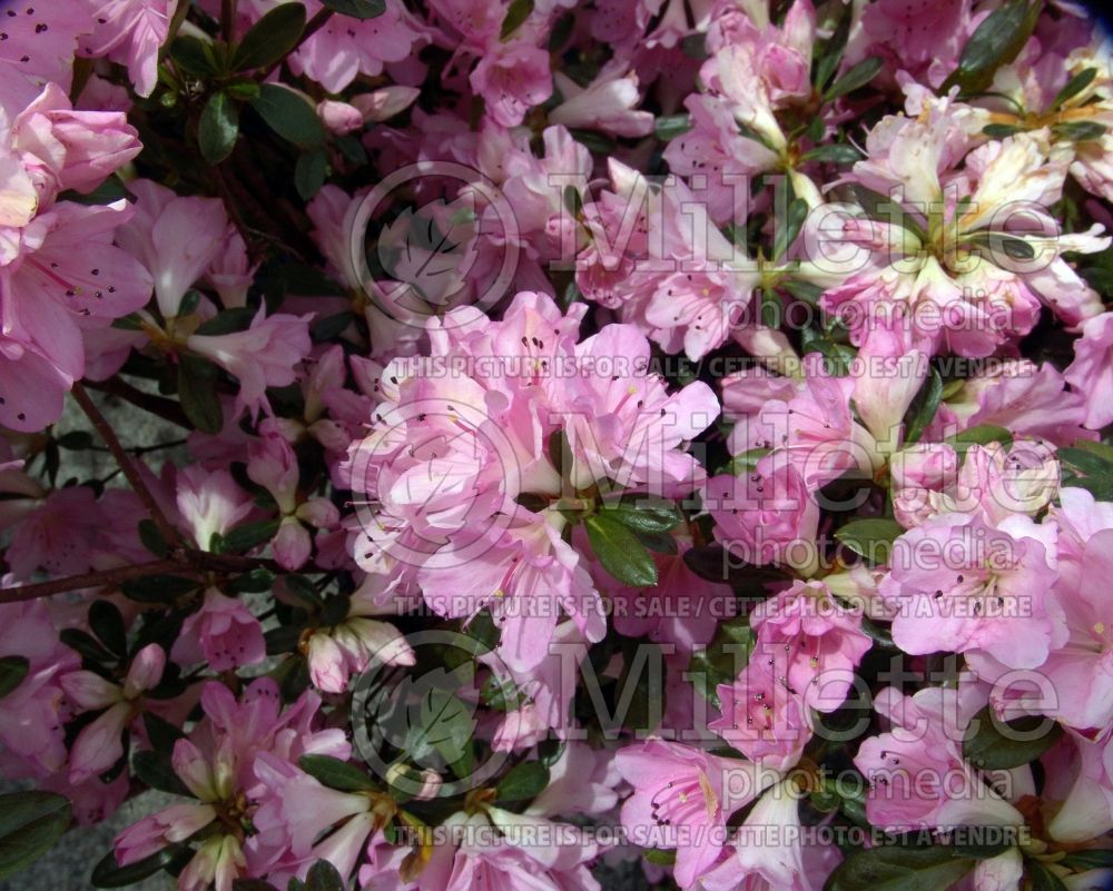 Azalea aka Rhododendron Sweet Sixteen (Rhododendron Azalea) 4 