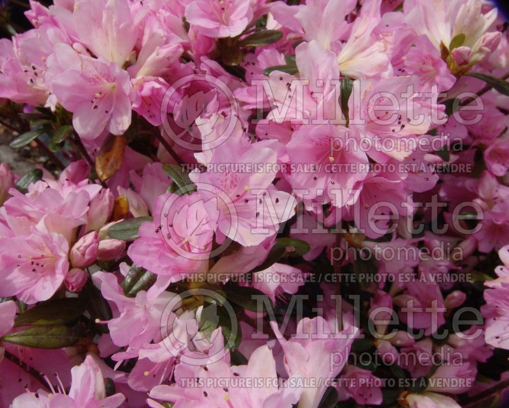 Azalea aka Rhododendron Sweet Sixteen (Rhododendron Azalea) 5 