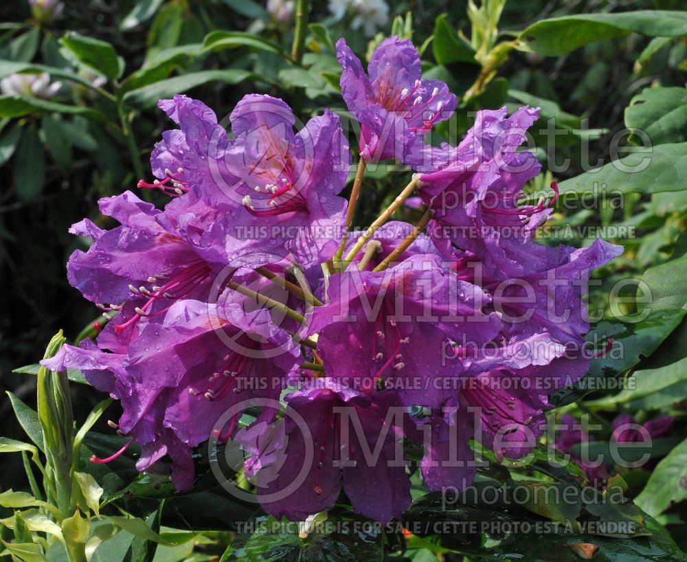 Azalea aka Rhododendron Lee's Dark Purple (Rhododendron Azalea) 11 
