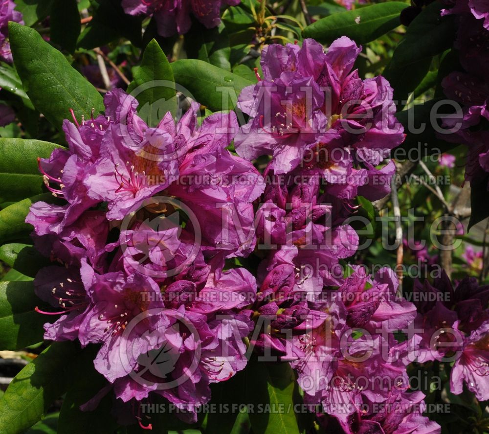 Azalea aka Rhododendron Lee's Dark Purple (Rhododendron Azalea) 13 