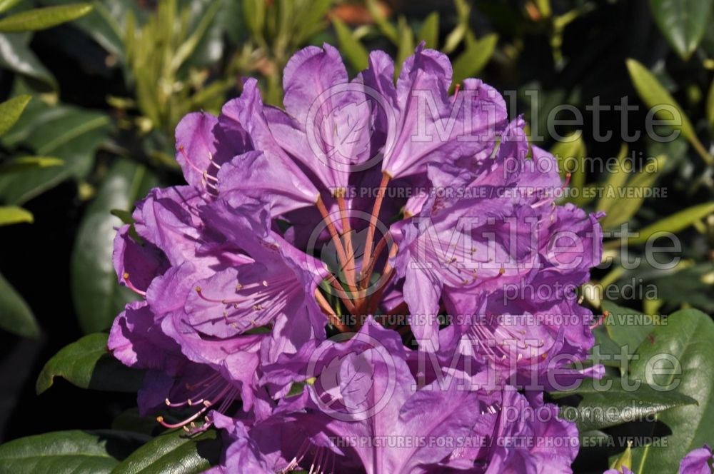 Azalea aka Rhododendron Lee's Dark Purple (Rhododendron Azalea) 2 