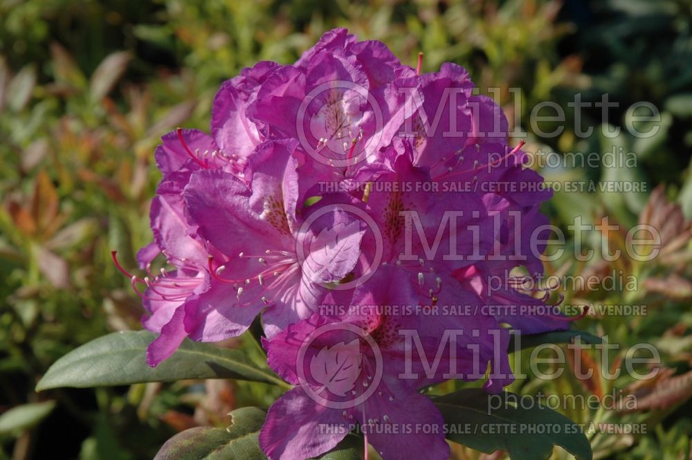 Azalea aka Rhododendron Lee's Dark Purple (Rhododendron Azalea) 3 