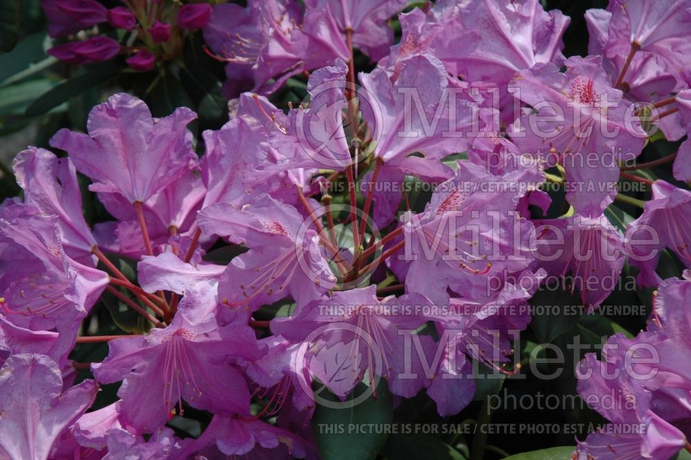 Azalea aka Rhododendron Lee's Dark Purple (Rhododendron Azalea) 6 