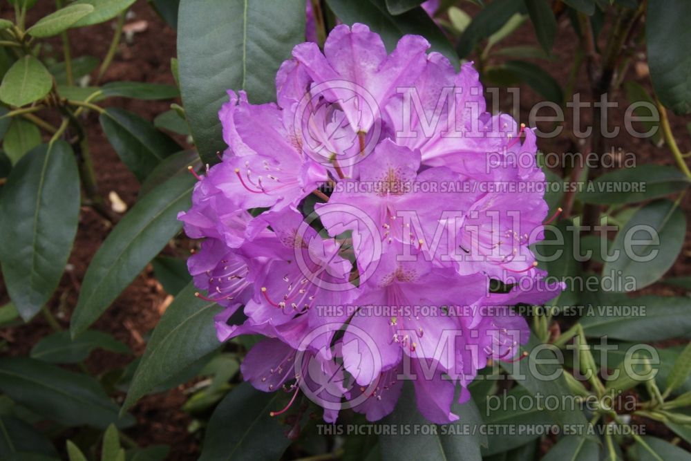 Azalea aka Rhododendron Lee's Dark Purple (Rhododendron Azalea) 10 