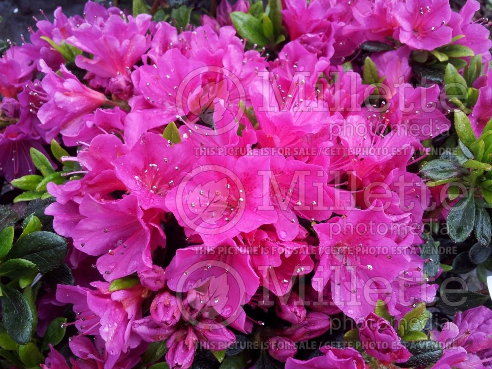 Azalea aka Rhododendron Geisha Purple (Rhododendron) 1