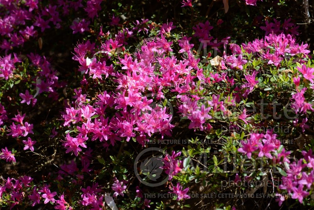 Azalea aka Rhododendron Hatsu-giri (Rhododendron) 1