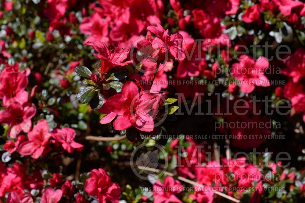 Azalea aka Rhododendron Mother's Day (Rhododendron) 2