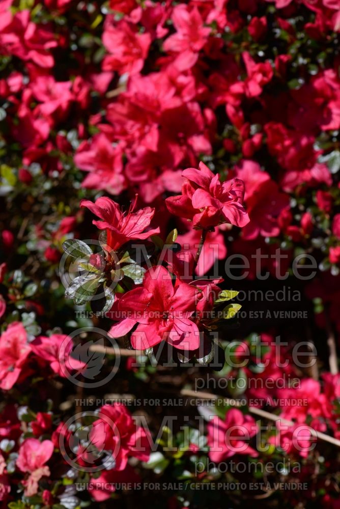 Azalea aka Rhododendron Mother's Day (Rhododendron) 1