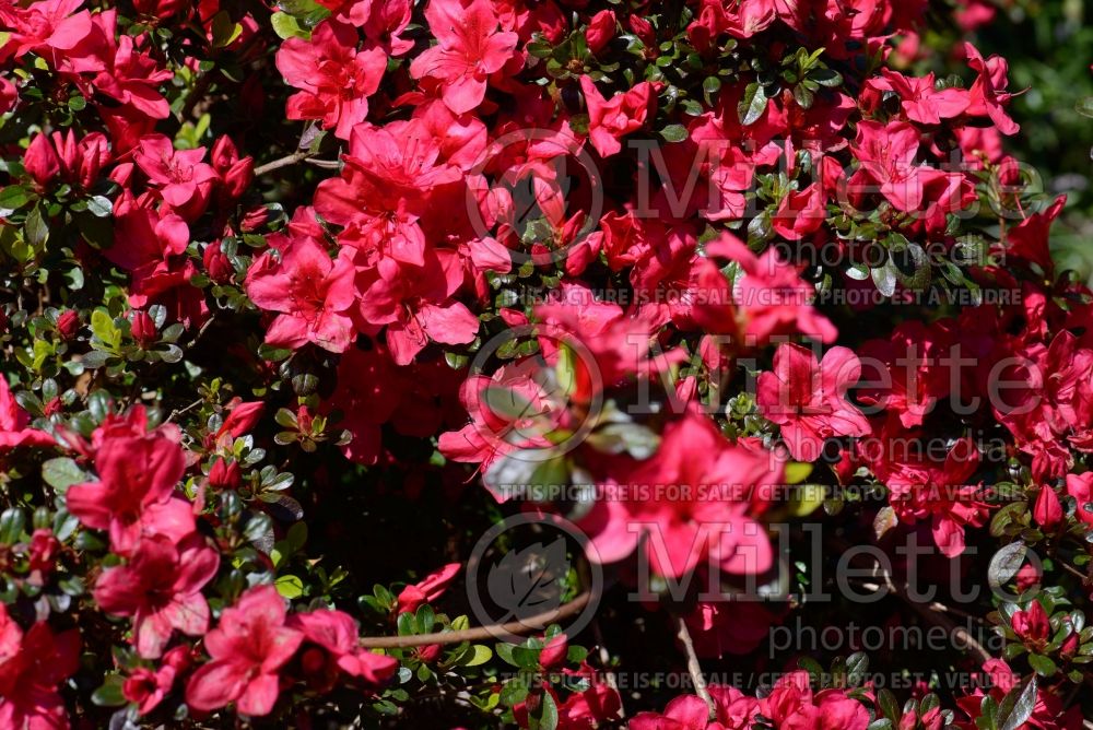 Azalea aka Rhododendron Mother's Day (Rhododendron) 3
