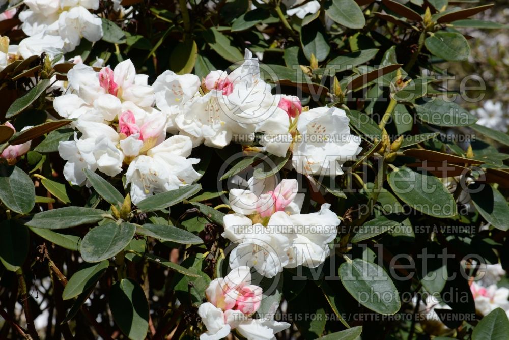 Azalea aka Rhododendron pachysanthum (Rhododendron) 1