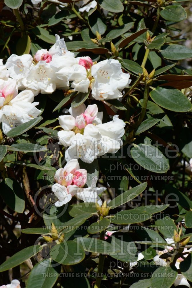 Azalea aka Rhododendron pachysanthum (Rhododendron) 2