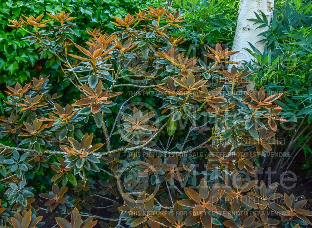 Azalea aka Rhododendron pachysanthum (Rhododendron) 6