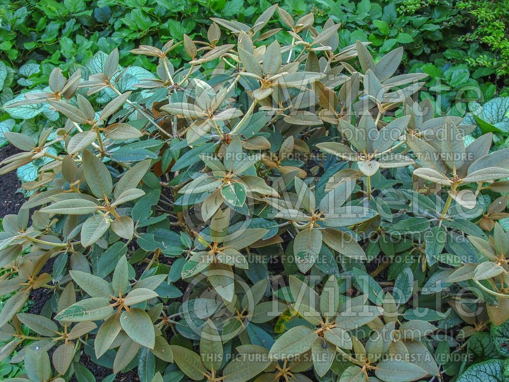 Azalea aka Rhododendron pachysanthum (Rhododendron) 7