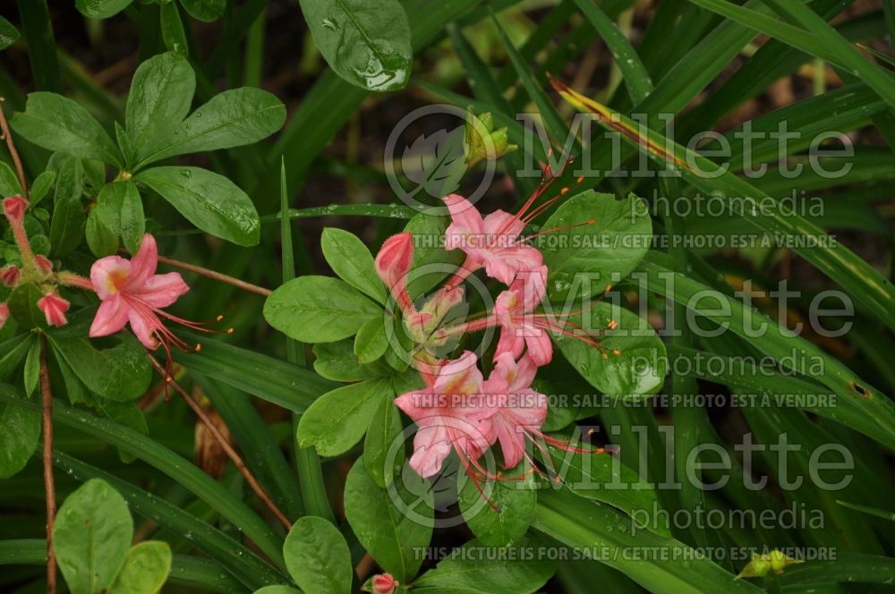 Azalea aka Rhododendron Pink and Sweet (Rhododendron azalea) 3