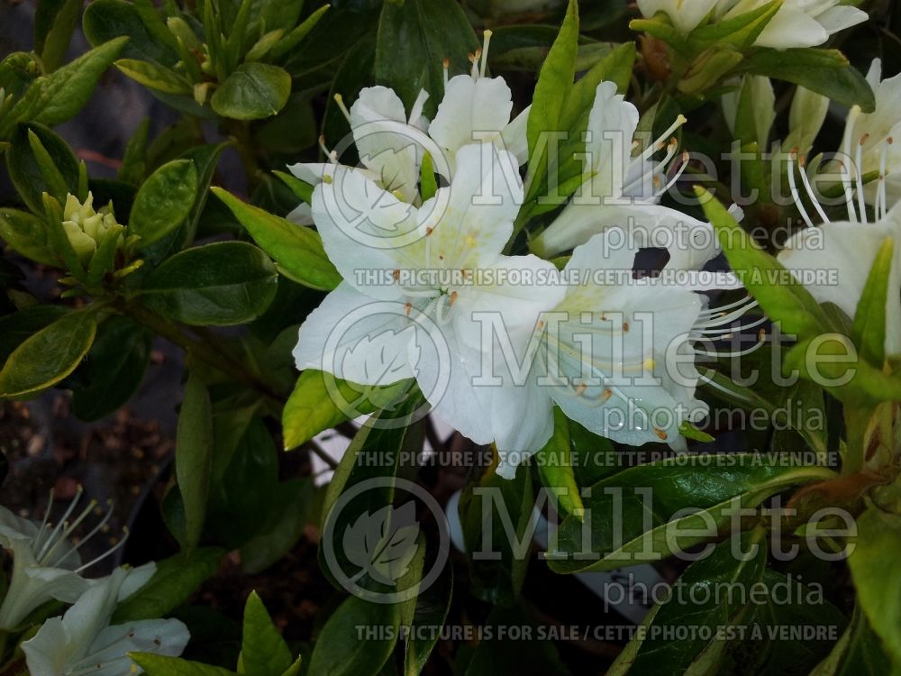 Azalea aka Rhododendron Snow White (Rhododendron Azalea) 1 
