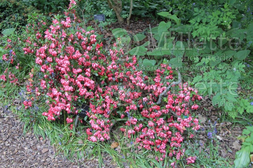 Azalea or Rhododendron Valentine Surprise (Rhododendron azalea) 1