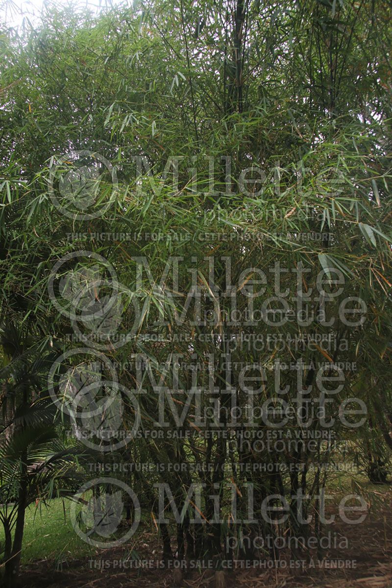Bambusa ventricosa (Bamboo ornamental grass)  3