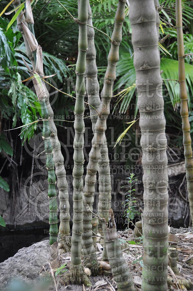 Bambusa ventricosa (Bamboo ornamental grass)  4