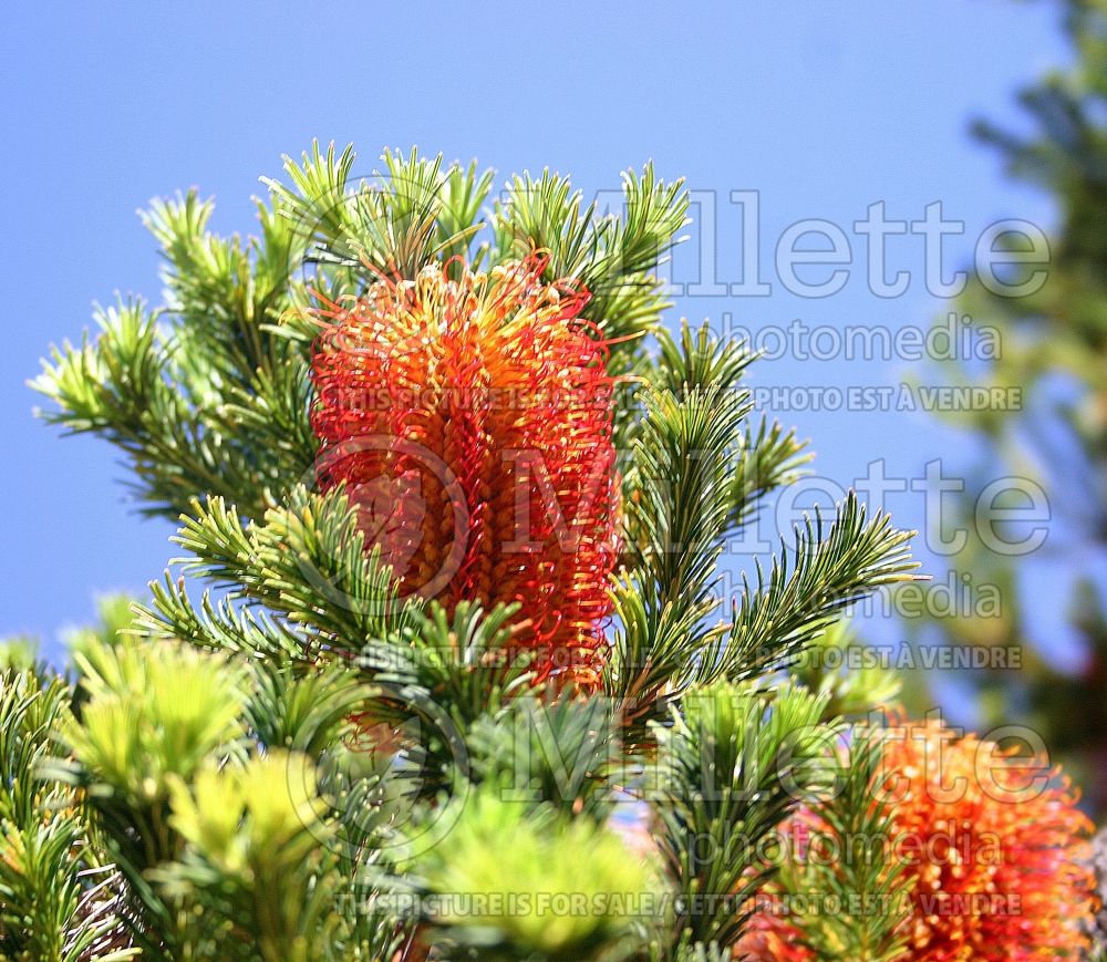 Banksia Gold and Red (lantern banksia) 1