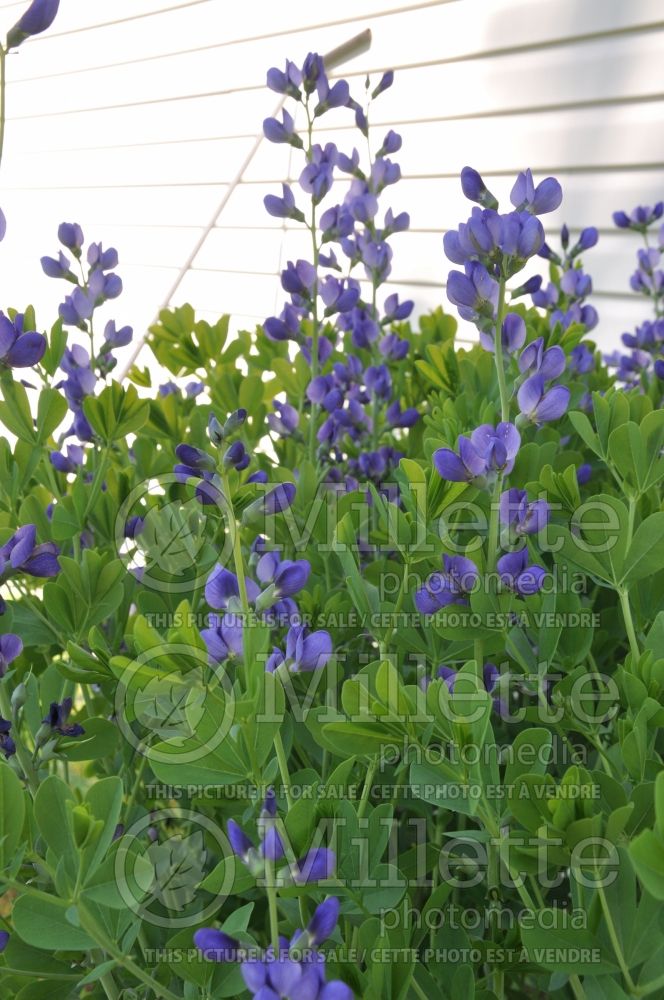 Baptisia australis (Blue Wild Indigo or Blue False Indigo) 15