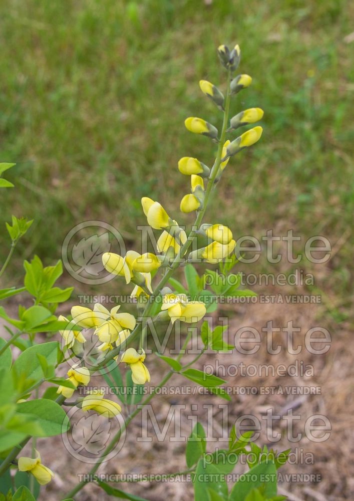 Baptisia Decadence Lemon Meringue (Wild Indigo or False Indigo) 8