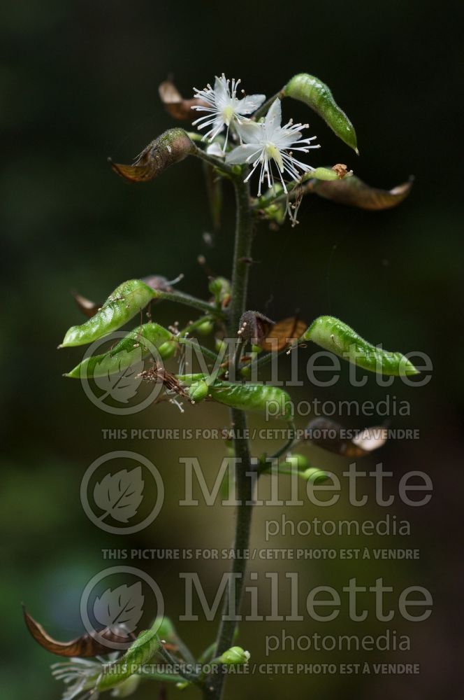 Beesia deltophylla (Beesia) 3