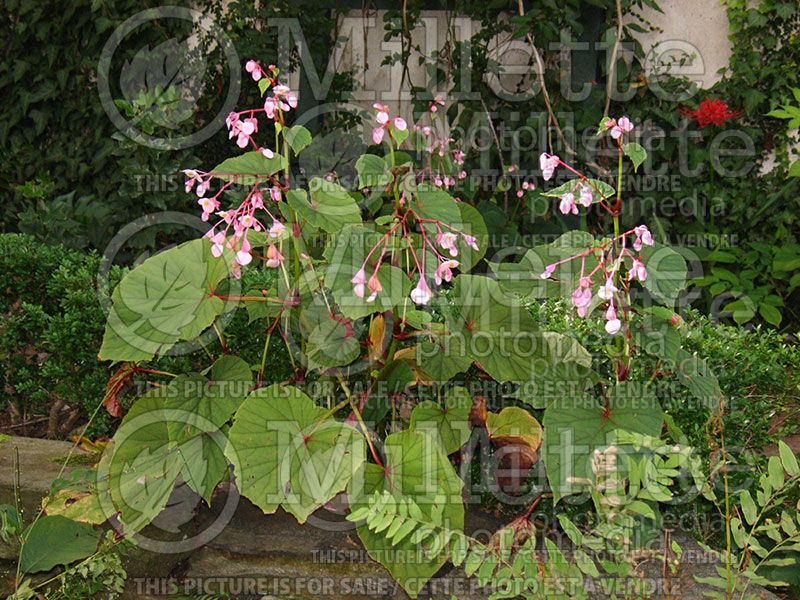 Begonia grandis (Hardy begonia)  3