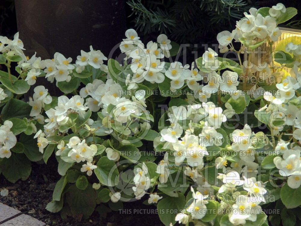 Begonia Prelude White (Begonia) 1 