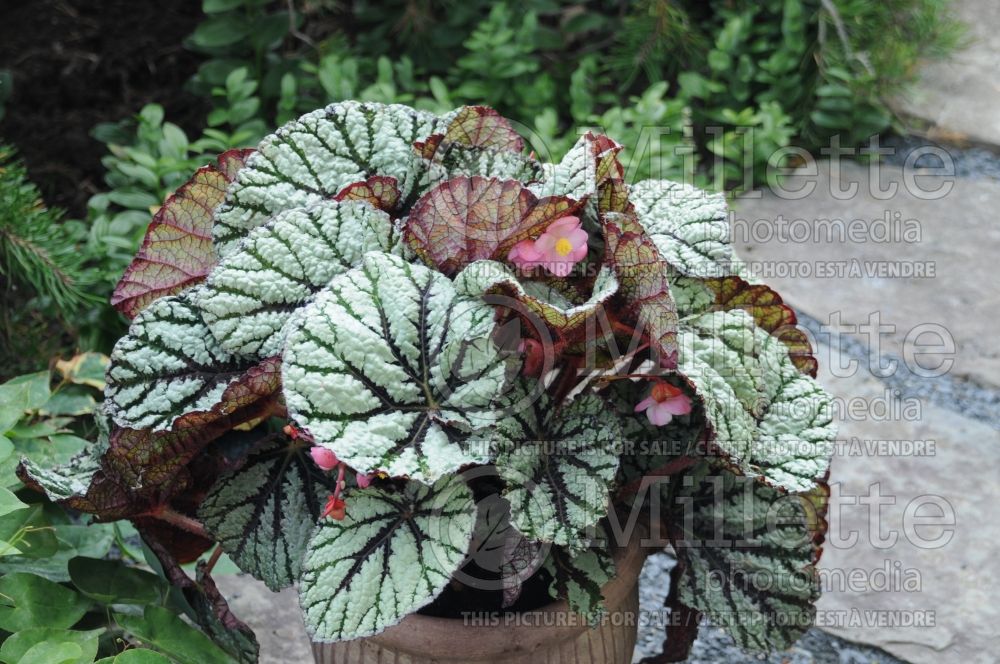 Begonia Rex Fedor (Begonia) 1 
