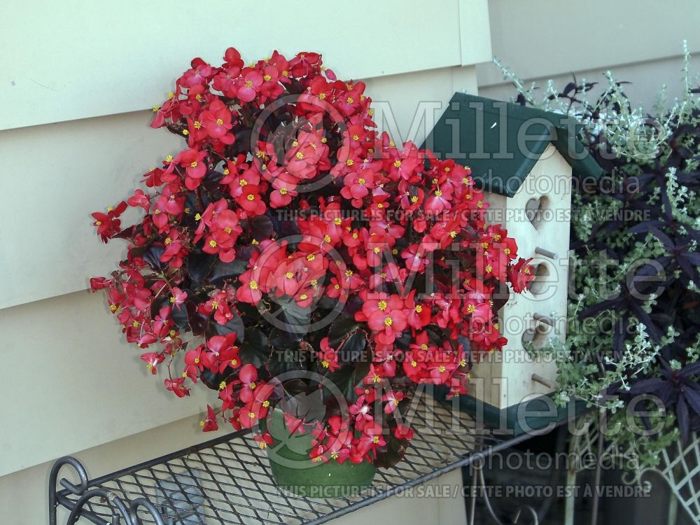 Begonia Sweetheart Red (Begonia) 1 