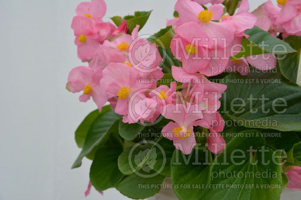 Begonia Tophat Pink (Begonia) 3 