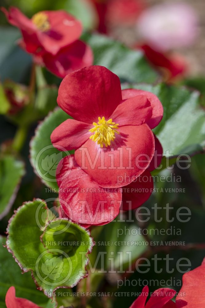 Begonia Tophat Scarlet (Begonia) 2 