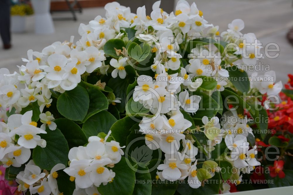 Begonia Tophat White (Begonia) 1 